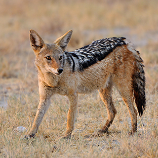 Etosha - Black-backed Jackal